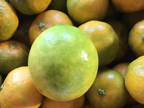 今季ラスト❗️木酢約4キロ(傷、黄色くなりました。)