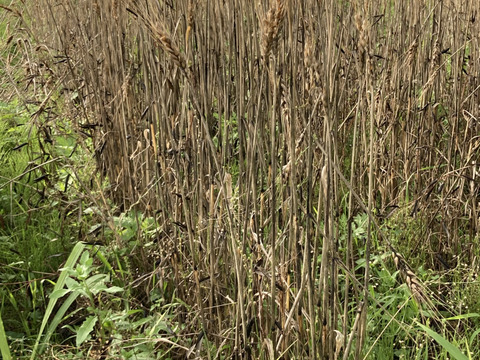 小麦で作った薄力全粒粉500g 桜島の大自然の恵み 栽培期間中、農薬肥料不使用