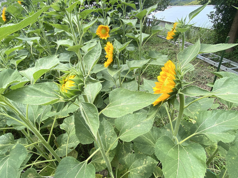 【ひまわり５本】ひまわり&ふわふわモコモコのテディベア（希少）登場！インパクトありあり！