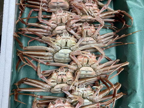 １０月解禁！卵がぎっしり　訳あり『本ズワイガニのメス』2キロ　新潟県村上市笹川流れ