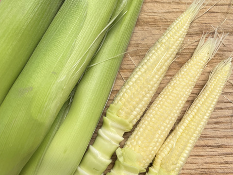 もうすぐ収穫♩採れたてヤングコーン50本以上セット！