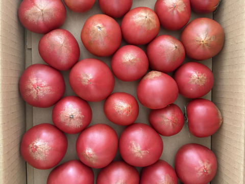 ラストスパートSALE‼️闇のト・マーレ【超訳あり】その甘さ悪魔的【調理向け】2.5kg以上