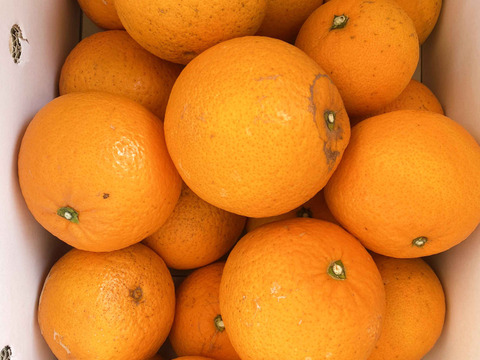 【愛媛県中島産】果汁たっぷり清見オレンジ　サイズ混合10キロ