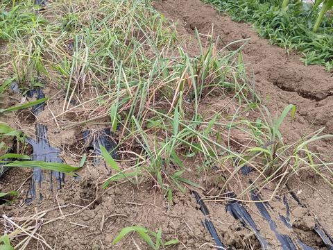 噛んだ瞬間違いがわかる！らっきょうお徳用！