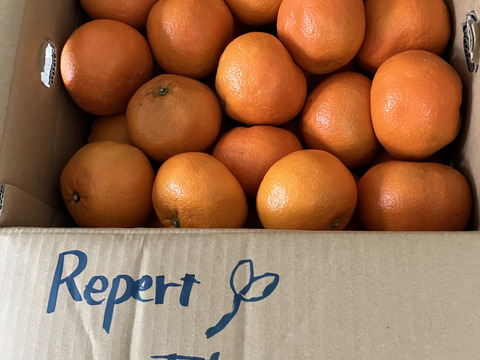 【農家直送】完熟 伊予柑（いよかん）家庭用9kg｜愛媛産 柑橘 ジューシー