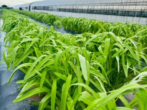 ホワイト空心菜　生食可能、柔らかくアクやえぐみが少ない！　１kg　京都府産