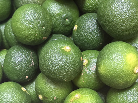 青ゆず　5㎏　キズあり、形・サイズ不揃い