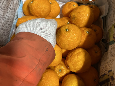 【予約特価】（家庭用）小玉限定　肥の豊　10キロ