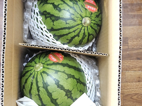 【化学肥料50％以下】甘さに自信あり！！『シャリじゅるっ！』の小玉スイカ２個玉