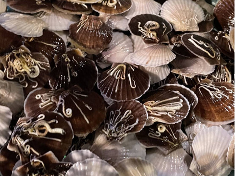 青森陸奥湾ホタテ稚貝　約2キロ