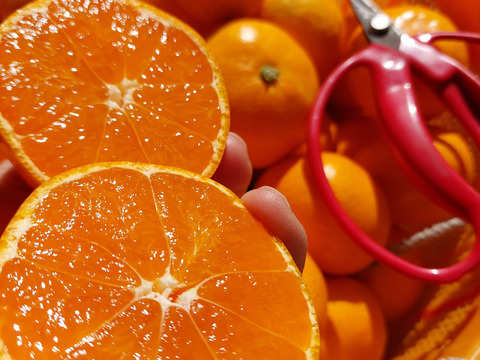 有田みかん【サイズ混合】2 kg（箱込）