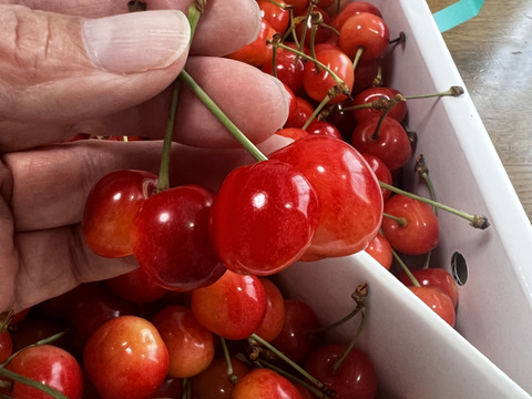 【朝どれ】1kg★名和果樹園の訳あり家庭用佐藤錦【常温便】山形県東根市産さくらんぼ★産地直送お取り寄せ通販★予約商品