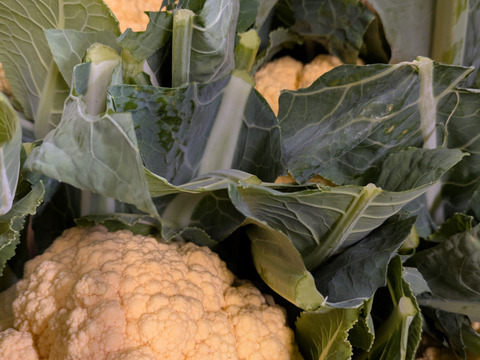 オレンジカリフラワー４個