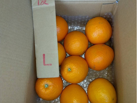 【太陽の恵み♪】バレンシアオレンジ（家庭用）Lサイズ・２kg