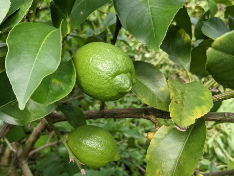 大崎上島産無農薬栽培グリーンレモン10kg 広島県産 食べチョク 農家 漁師の産直ネット通販 旬の食材を生産者直送