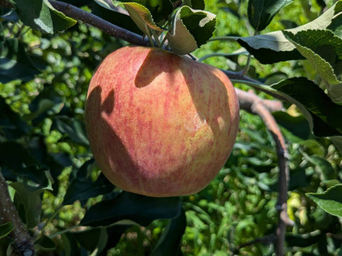 甘さが際立つつがる（自家用）5㎏