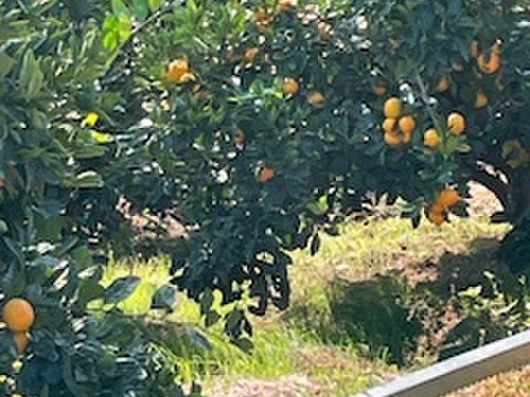 箱込3.3kg倉橋ミカン食べてクレ園の、はるみ 広島県　倉橋島はるみ