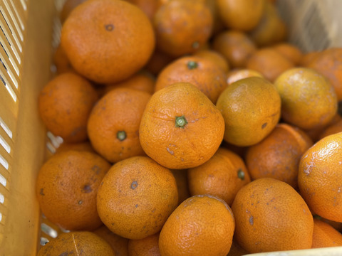 【柑橘食べ比べ】自然栽培 温州みかん（青島と古田）