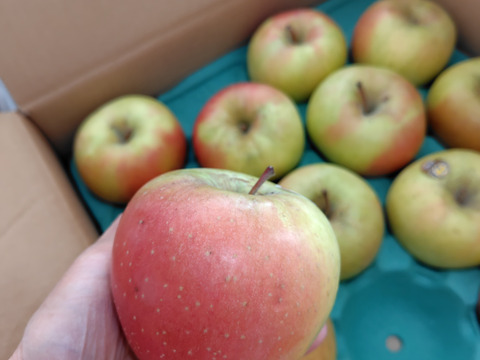 青森県産　ぐんま名月　家庭用　約5キロ　女性に人気の、甘~いりんご　農家直送　最終セール中