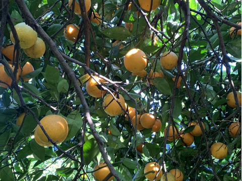 【news every.で紹介】バレンシアオレンジ 5kg｜サクッと食感！爽やかな香りのオレンジ🍊