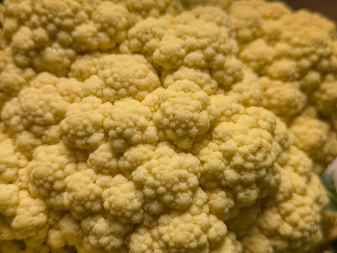 （８個）オレンジカリフラワー