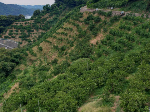 【家庭用】酸味と甘味のバランスの良い旬のちえみかん🍊（田口早生）１０㌔