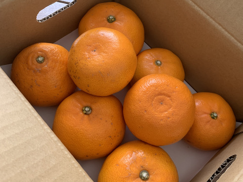 【家庭用】せとか 2kg トロ～リ食感！柑橘の大トロ♡高級柑橘♫愛媛みかん！！