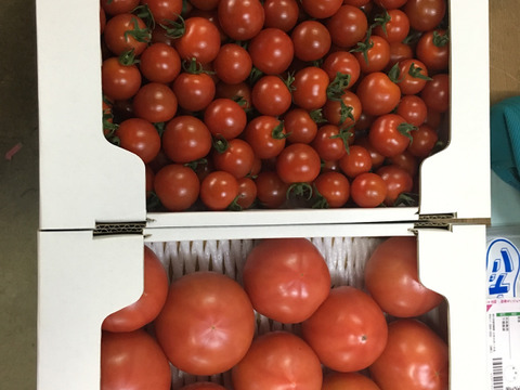 ミニトマト1.5キロ とトマト約2キロ(11~15玉)