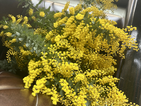 【ふわふわのミモザ10本】ふわふわのミモザ、3月20日金曜日着までの発送になります。花瓶に入れてゆっくり楽しんだ後は、ユーカリと一緒にリースにして長くお楽しみいただけます。