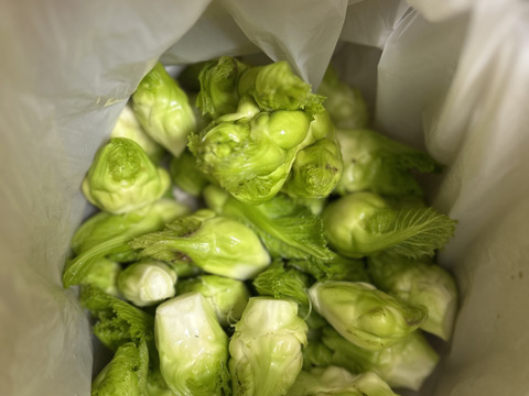 春を先取り！子持ち高菜(祝雷)約600g