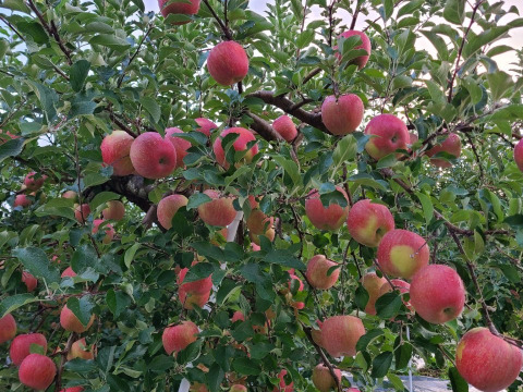 希少新品種　りんご （きみと）２ｋｇ（６個前後）あま～い　りんご　最高の出来栄え　写真はイメージ