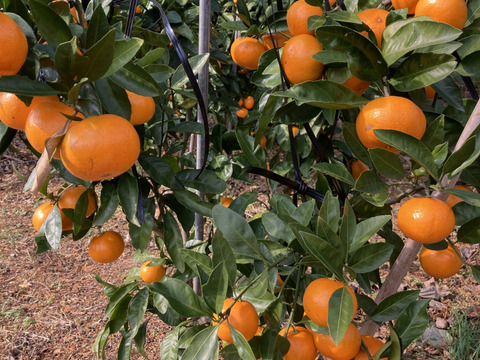 【絶品　濃厚　糖度16度以上】　プレミアム田口みかん　5kg