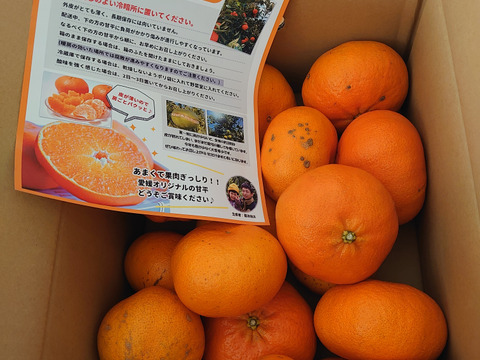 愛媛県限定品種『わけあり甘平』5㎏