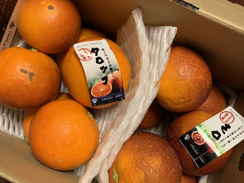 SP2 特選ブラッドオレンジ食べ比べ【モロ＆タロッコ】1.8kg