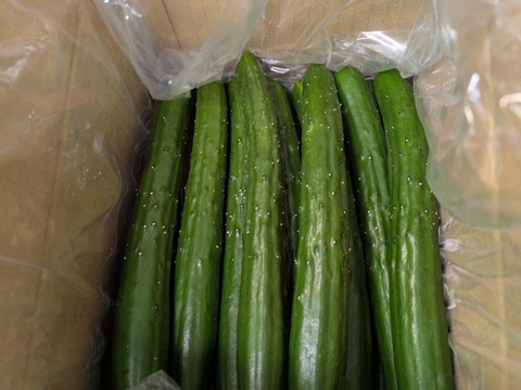 【特別価格】【訳あり】星３つ🌟新鮮朝採りきゅうり🥒1.8kg〜2.0kg色々詰め合わせ【千葉県旭市産】