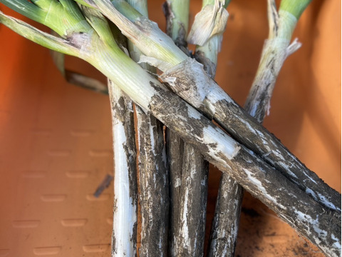 【群馬県産】　長ねぎ　20本