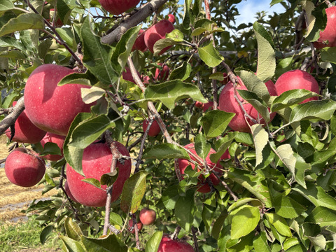 大寒仕込み！長野県産サンふじりんごジュース1000ml入2本