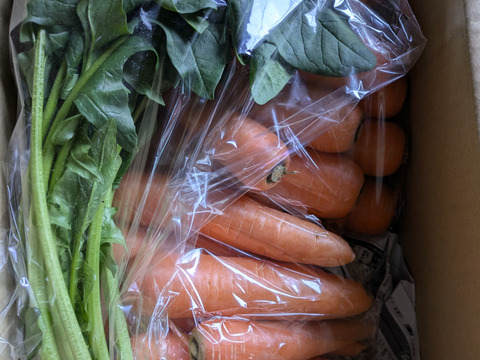【未来をつくる笑み野菜】⚠️皮は剥かないで下さい❗化学農薬・化学肥料不使用 にんじん4kg