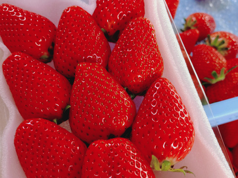 プチ豪華ないちごの食べ比べセット
スカイベリー・とちおとめ・とちあいか・恋みのり