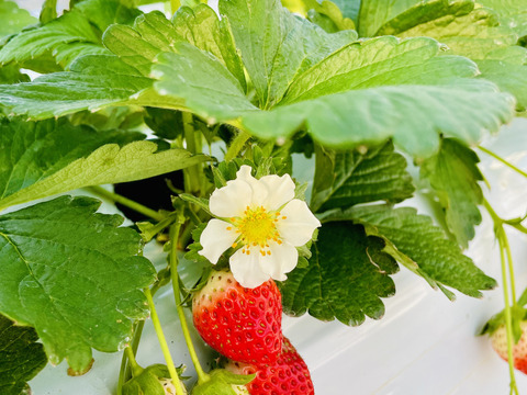 香川県オリジナルブランド🍓特選『さぬきひめ』400g化粧箱