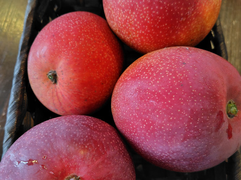 国産アップルマンゴー　家庭用　
3玉から5玉