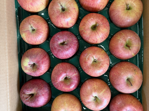 山形県産りんご「サンふじ」家庭用5キロ(13〜20玉)