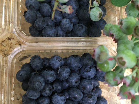 おまたせ！生ブルーベリー500g×2p