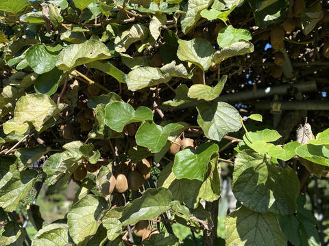 ビタミンいっぱい　ヘルシーキウイ🥝　GO GREEN!（1.5KG)