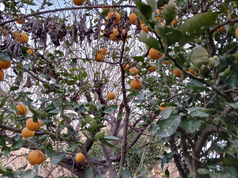 大人のカボス鍋セット🍊🍊✨✨✨あったかいんだからぁ✨✨ばぁばのモノスゴイ野菜😋❗❗✨✨✨