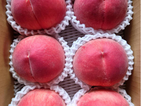 【朝どれ】2025年先行受付 山梨の桃　おさだ農園のお裾分け1.8㎏（6～7玉）　夏を味わう『実』