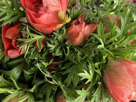 《アネモネ》12本束2セット
10日間の日持ちは当たり前💐