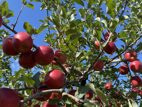 青森県産りんご‼︎ゴールド＋スイートのセット１４玉から１８玉
