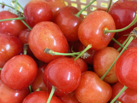 北海道仁木町産　佐藤錦720g(180g×4p)