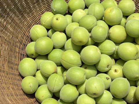 梅干し用　梅　3キロ　採れたて♪ 産地直送